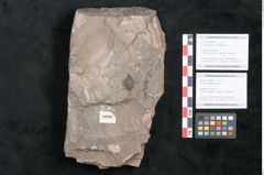 Foto (Objekt + Etikett) von Cassia ambigua Unger (NHMW-GEO-2024-0188-8060b)